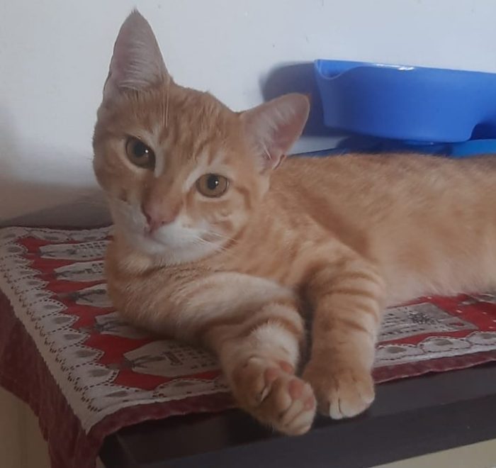 KIMBA, leoncino spettacolare - media 6