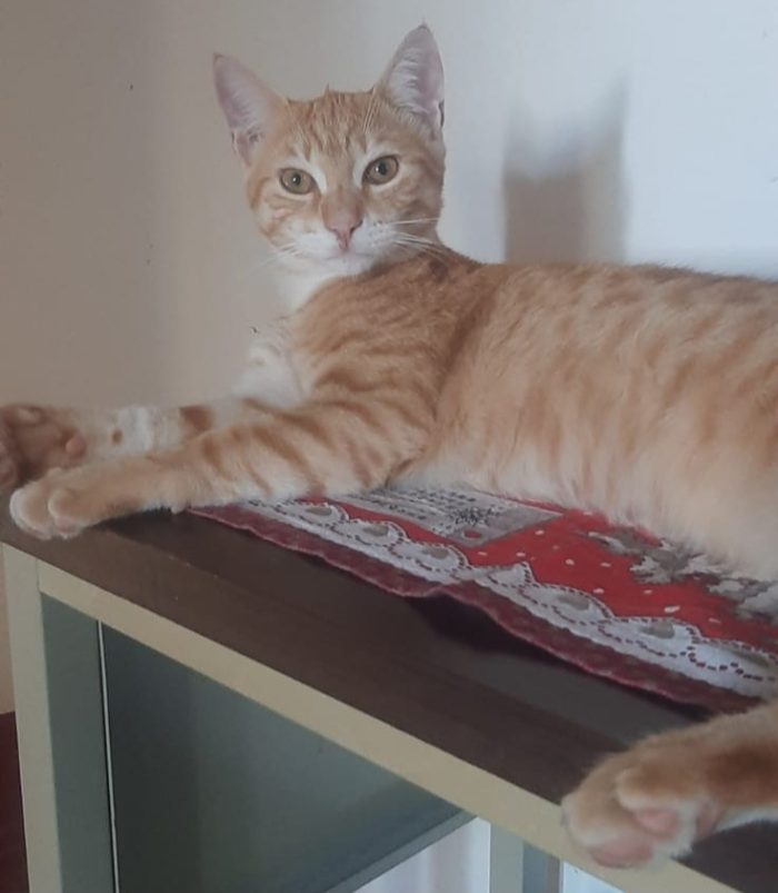 KIMBA, leoncino spettacolare - media 8