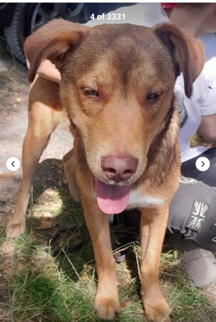 Enea 8mesi ipovedente ha perso 1occhietto per un infezione..adottato e rifiutato! FIRENZE