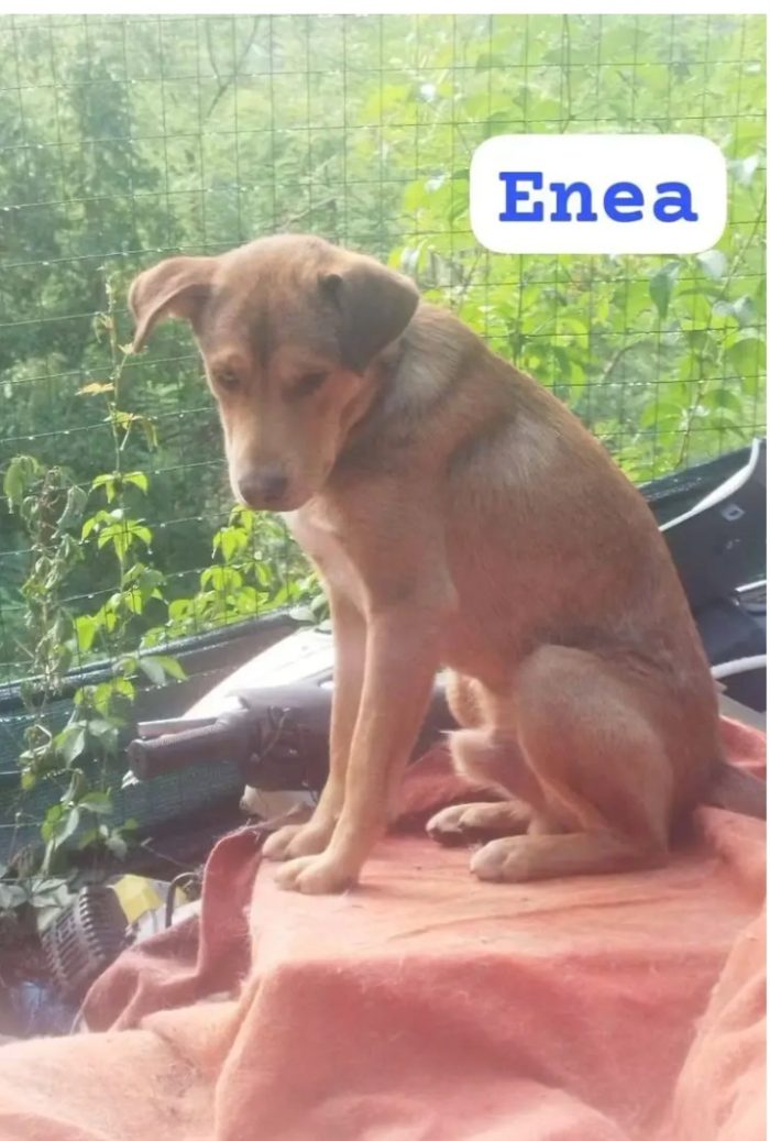 Enea 8mesi ipovedente ha perso 1occhietto per un infezione..adottato e rifiutato! FIRENZE