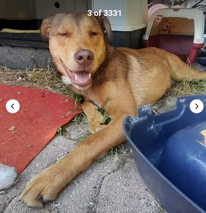 Enea 8mesi ipovedente ha perso 1occhietto per un infezione..adottato e rifiutato! FIRENZE
