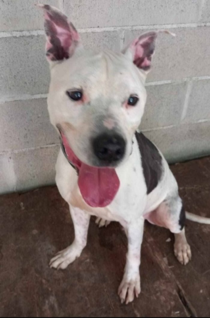 Pitbull anziano buonissimo in canile depresso.GENOVA