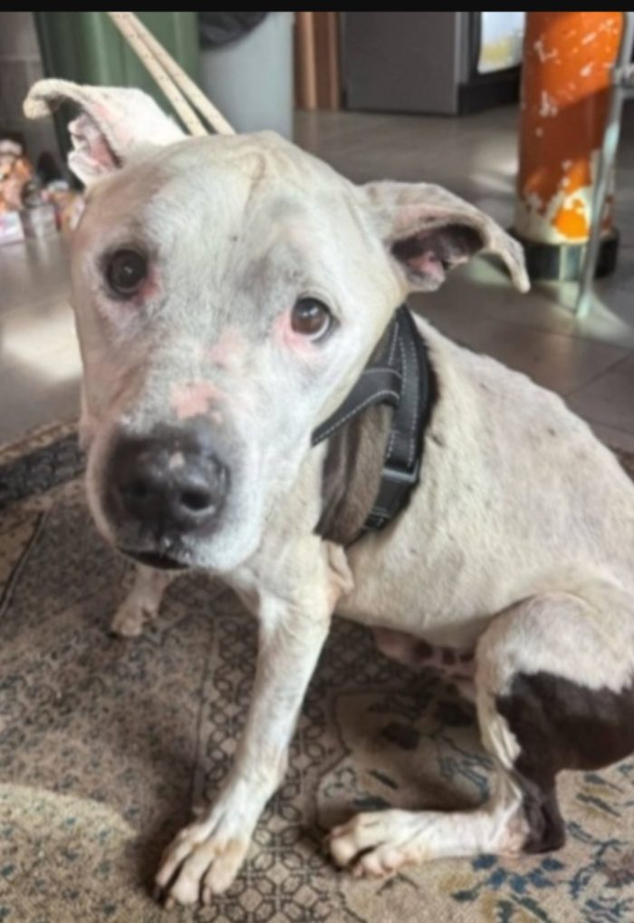 Pitbull anziano buonissimo in canile depresso.GENOVA