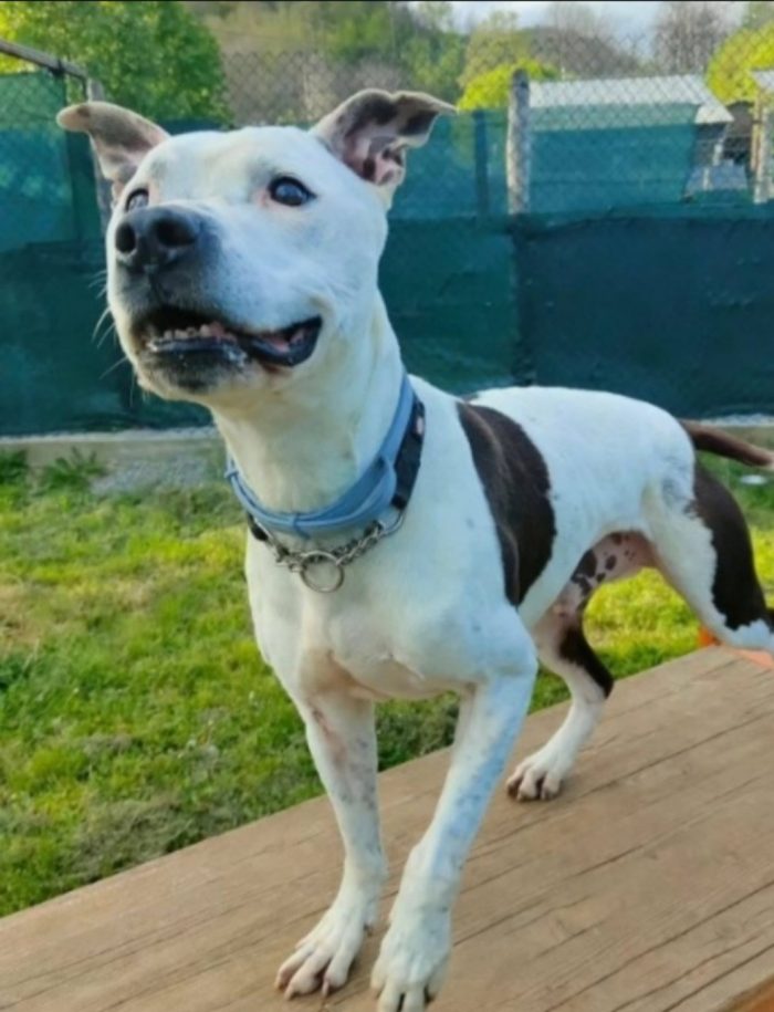 Pitbull anziano buonissimo in canile depresso.GENOVA