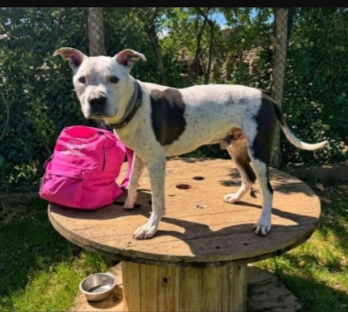 Pitbull anziano buonissimo in canile depresso.GENOVA - media 4