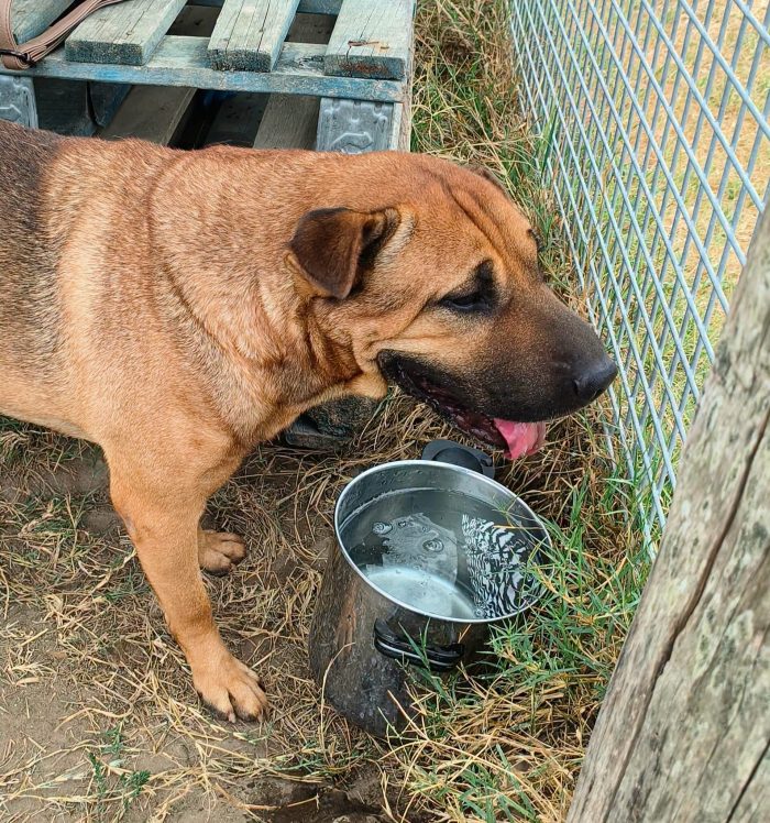 Sciarpone, splendido derivato Shar pei