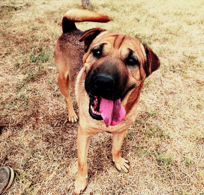 Sciarpone, splendido derivato Shar pei