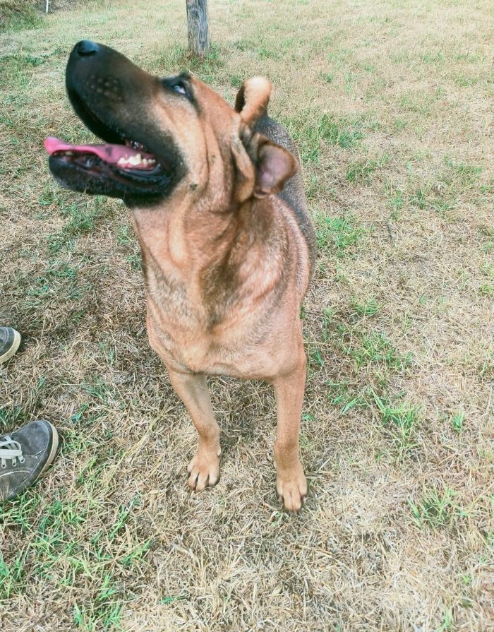 Sciarpone, splendido derivato Shar pei