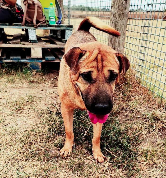 Sciarpone, splendido derivato Shar pei - media 4