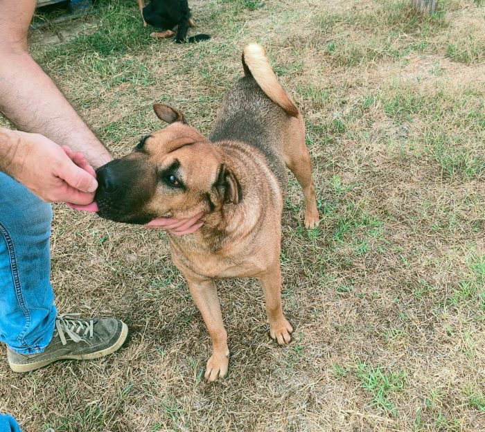 Sciarpone, splendido derivato Shar pei - media 6