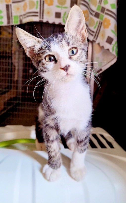 ROMEO DOLCISSIMO E GIOCHERELLONE