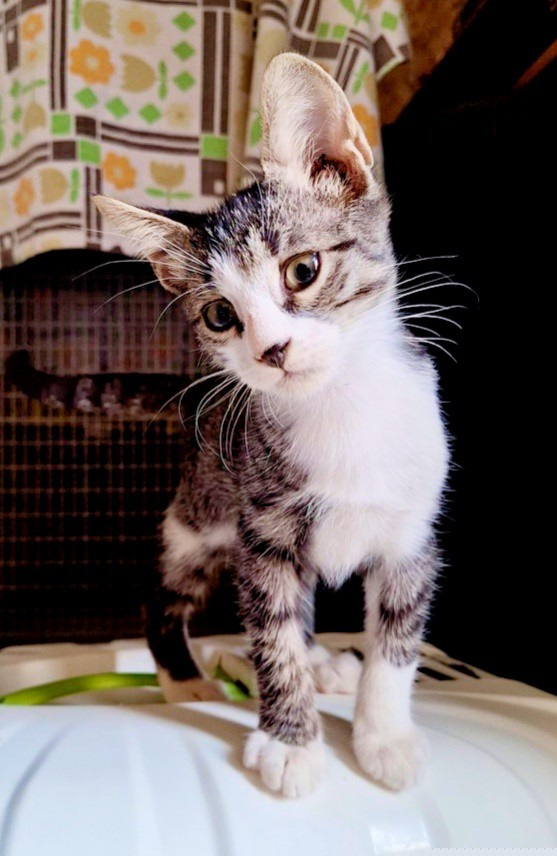 ROMEO DOLCISSIMO E GIOCHERELLONE