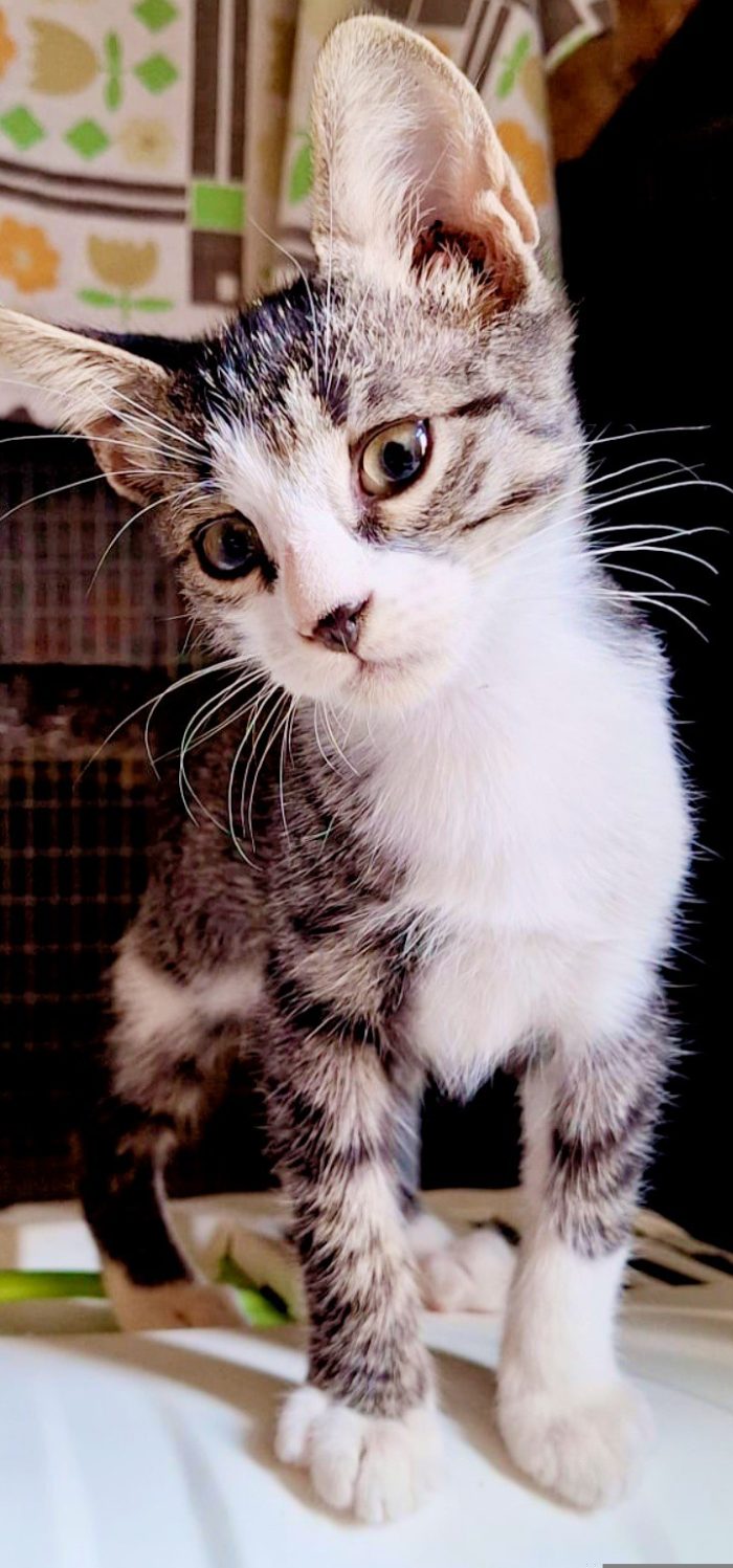 ROMEO DOLCISSIMO E GIOCHERELLONE