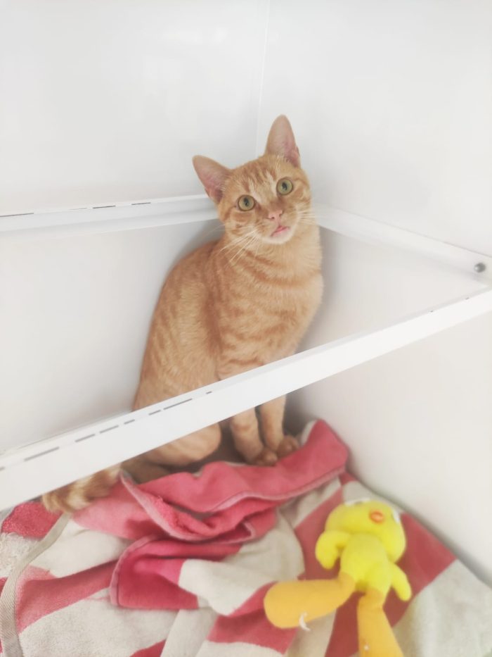 Gattino rosso cerca casa