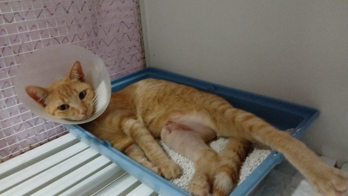 Gattino rosso cerca casa - media 5