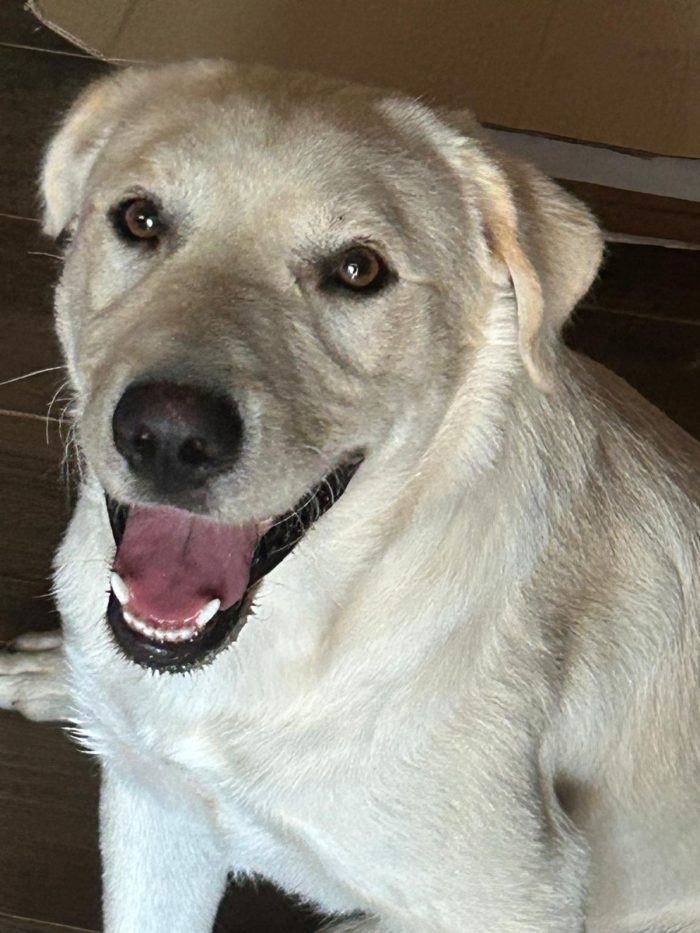 Teo, simil labrador di 1 anno, 18kg