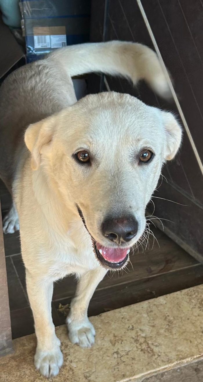 Teo, simil labrador di 1 anno, 18kg