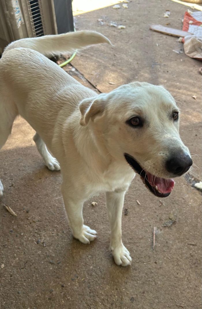 Teo, simil labrador di 1 anno, 18kg - media 4