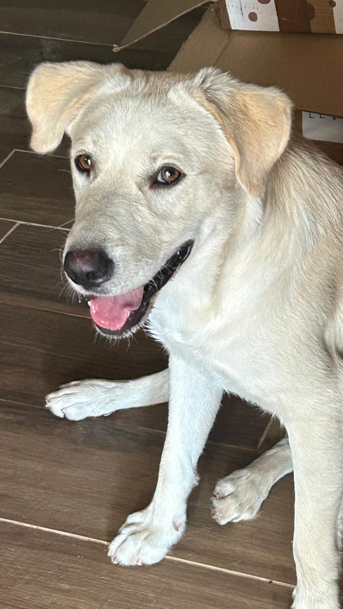Teo, simil labrador di 1 anno, 18kg