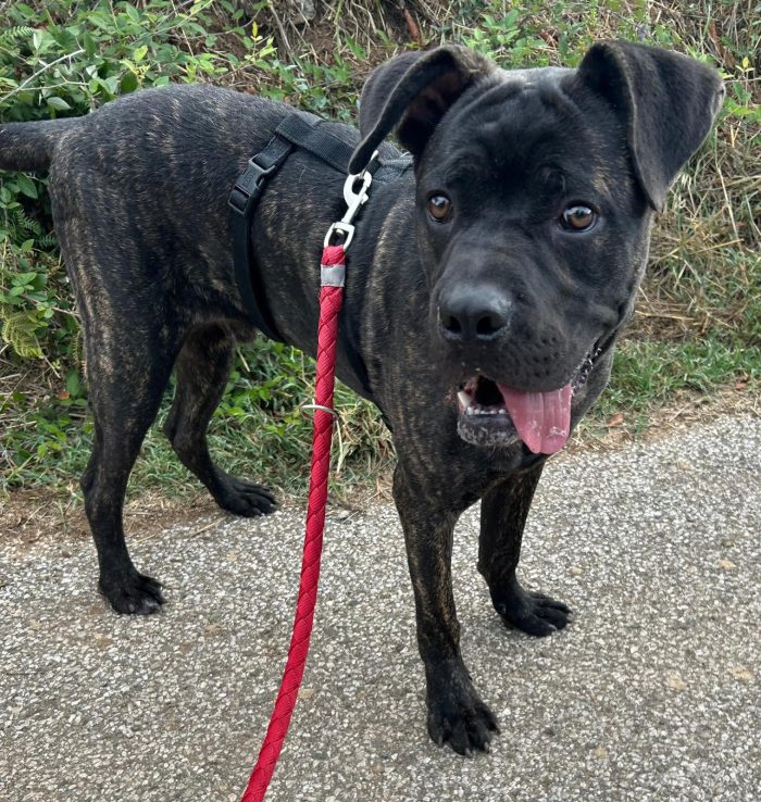 Cody, simil Corso cucciolo di 10 mesi