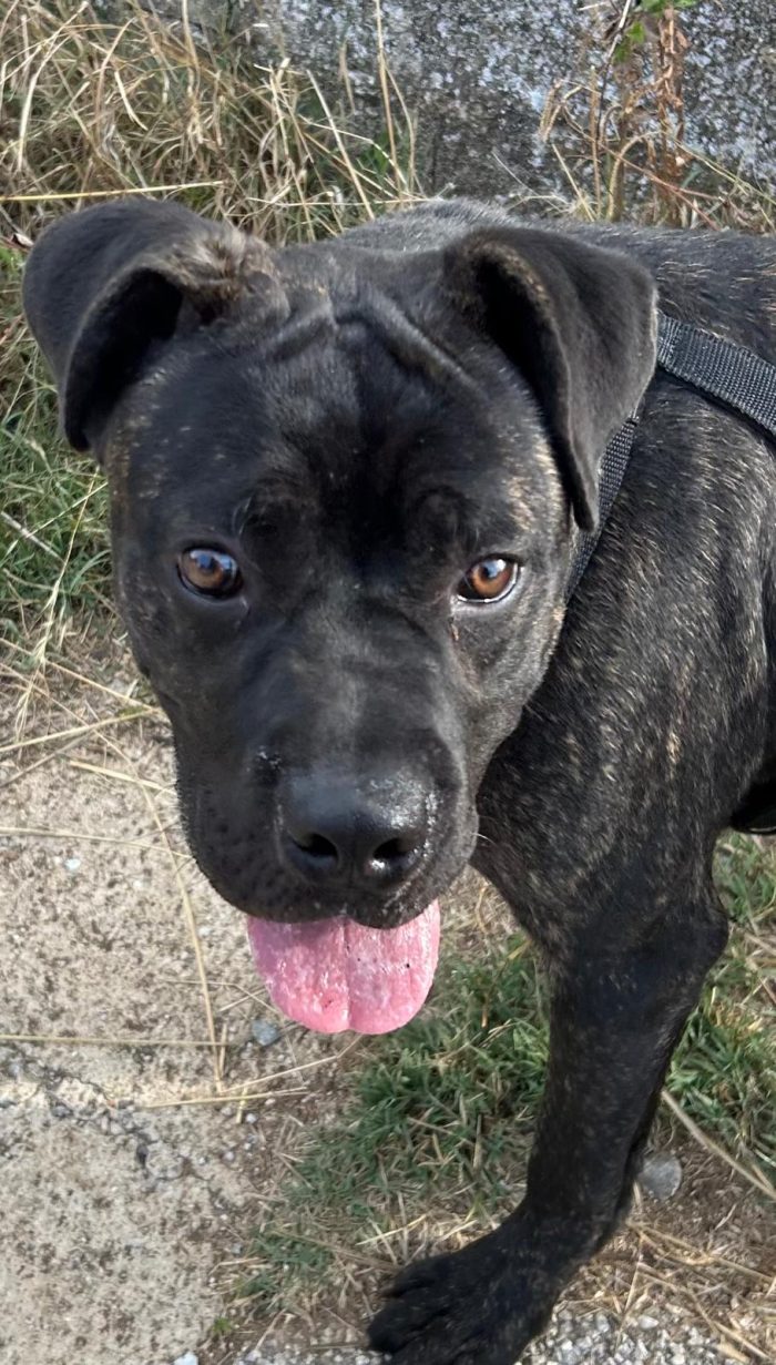 Cody, simil Corso cucciolo di 10 mesi