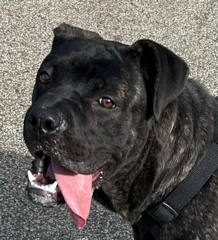Cody, simil Corso cucciolo di 10 mesi