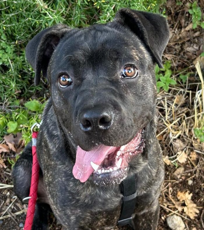 Cody, simil Corso cucciolo di 10 mesi - media 4