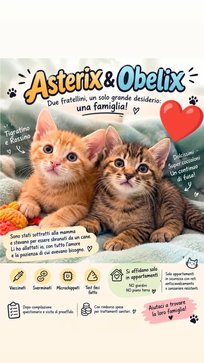 Asterix & Obelix due fratellini inseparabili e dolcissimi cercano casa