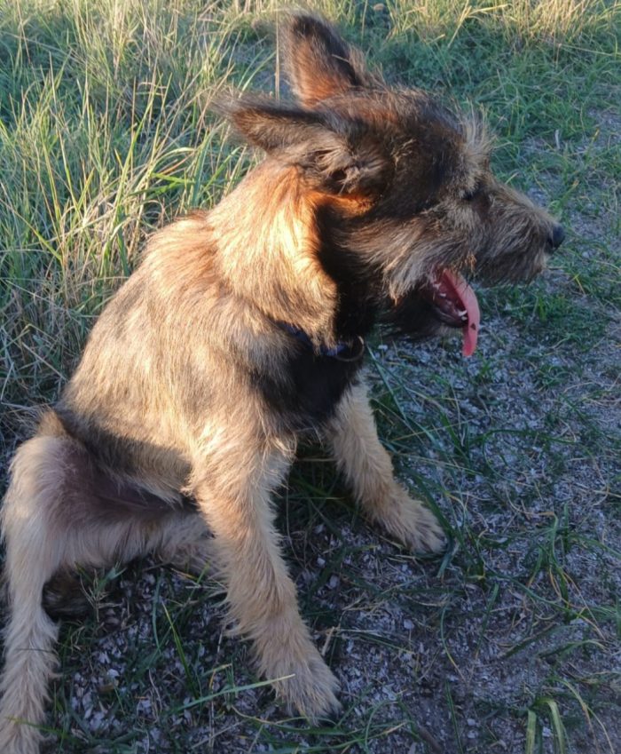 Mix spinoncino 14mesi kg 11 SOS CASA CON GIARDINO SOLO SARDEGNA