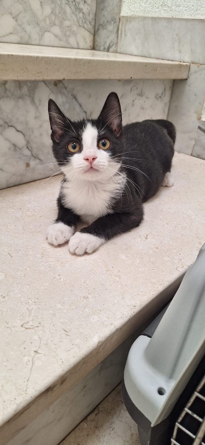 Whisky: gattino tuxedo cerca famiglia