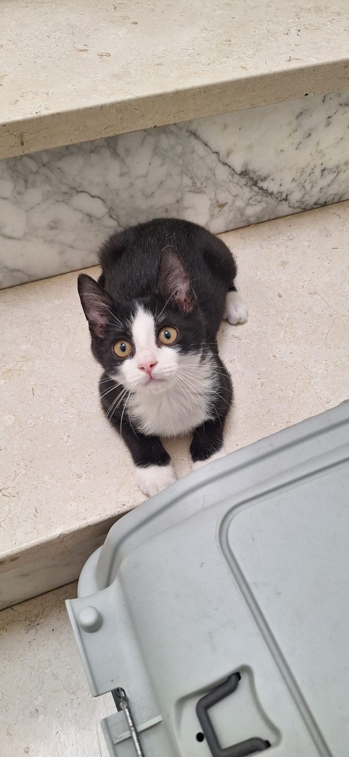 Whisky: gattino tuxedo cerca famiglia