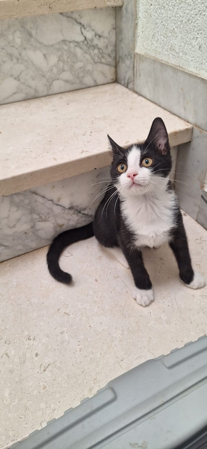 Whisky: gattino tuxedo cerca famiglia - media 4