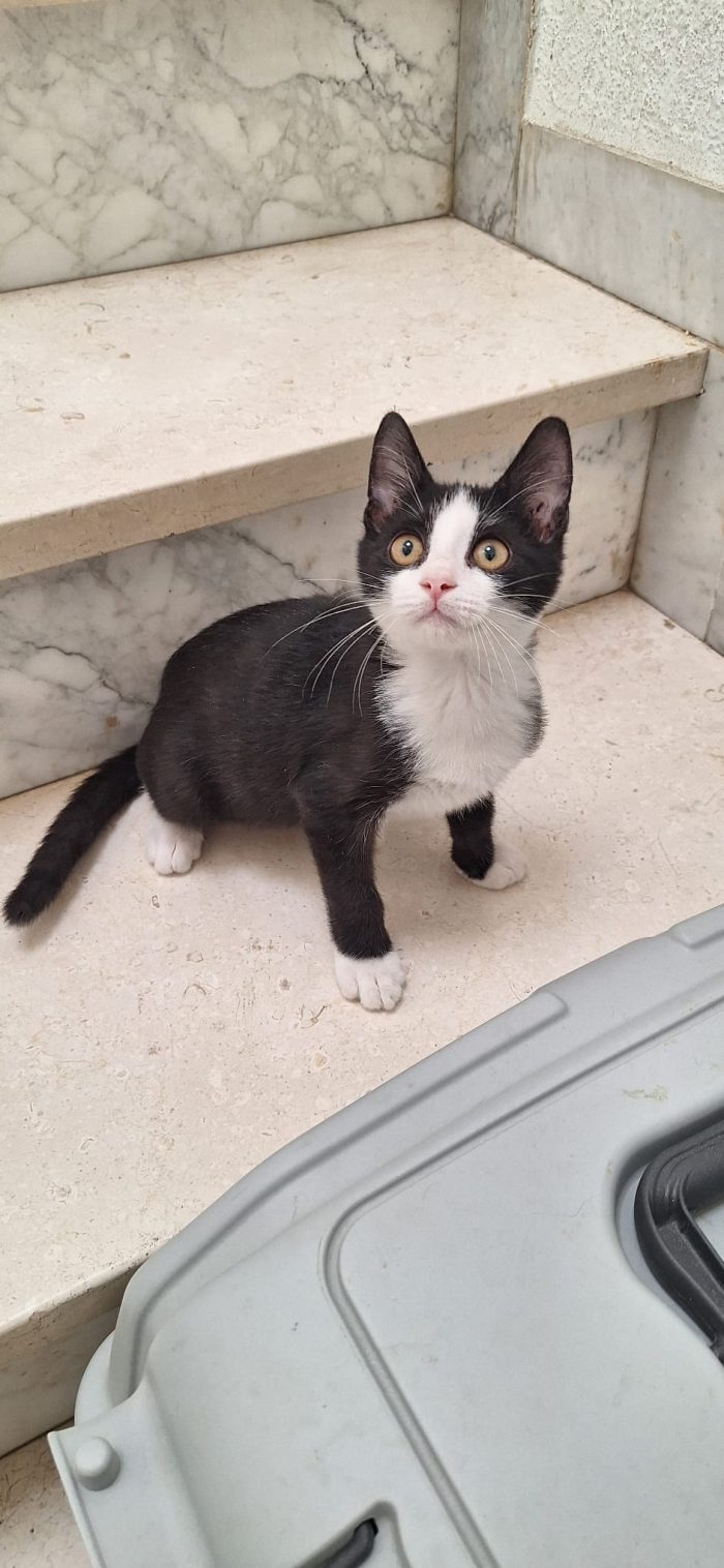Whisky: gattino tuxedo cerca famiglia