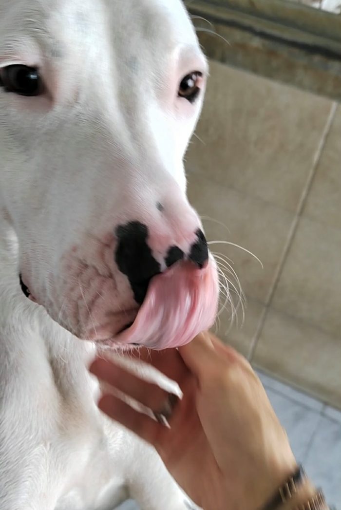 ALBINO SIMPATICO DOGO