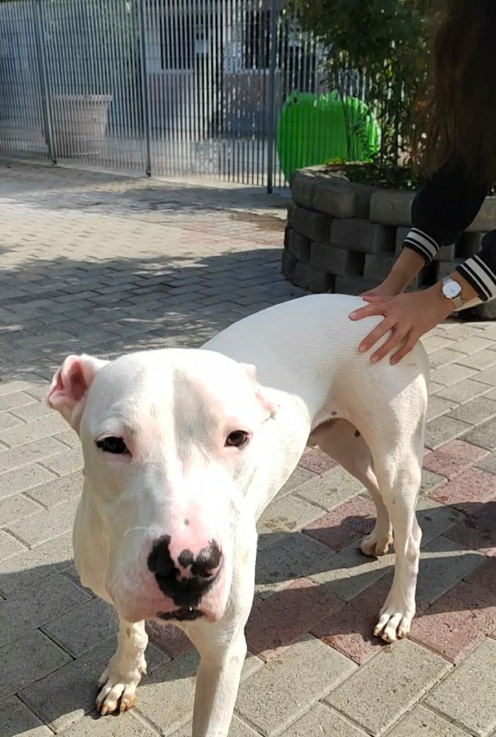 ALBINO SIMPATICO DOGO