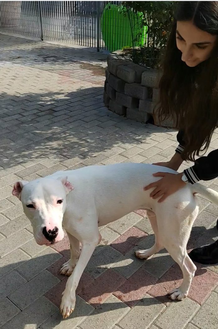 ALBINO SIMPATICO DOGO