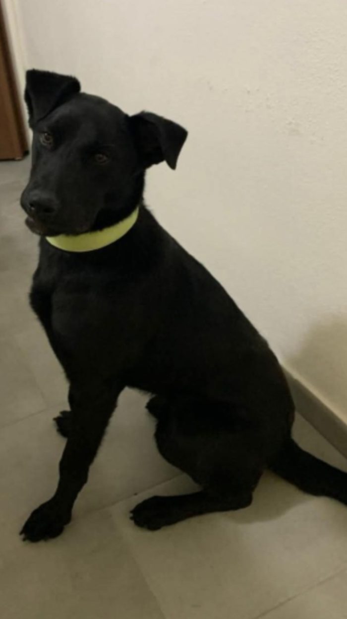 Briska quasi 1anni pelo nero lucido,splendida. CATANIA