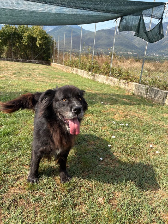 Nadal simil terranova