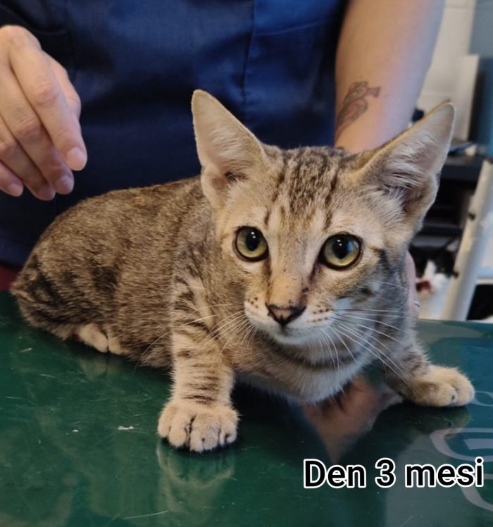 Chiamate per salvare un gattino