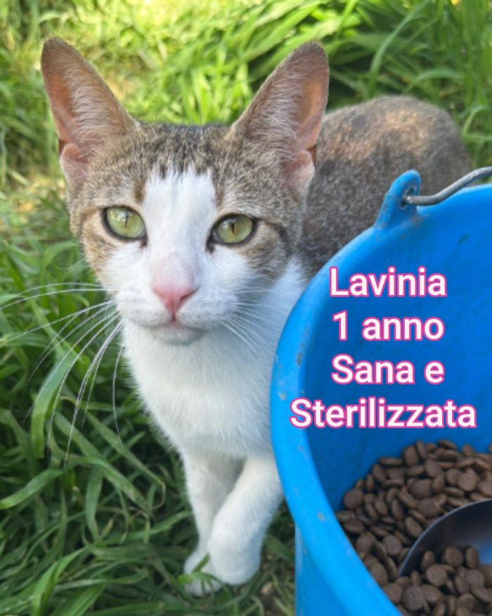 Chiamate per salvare un gattino