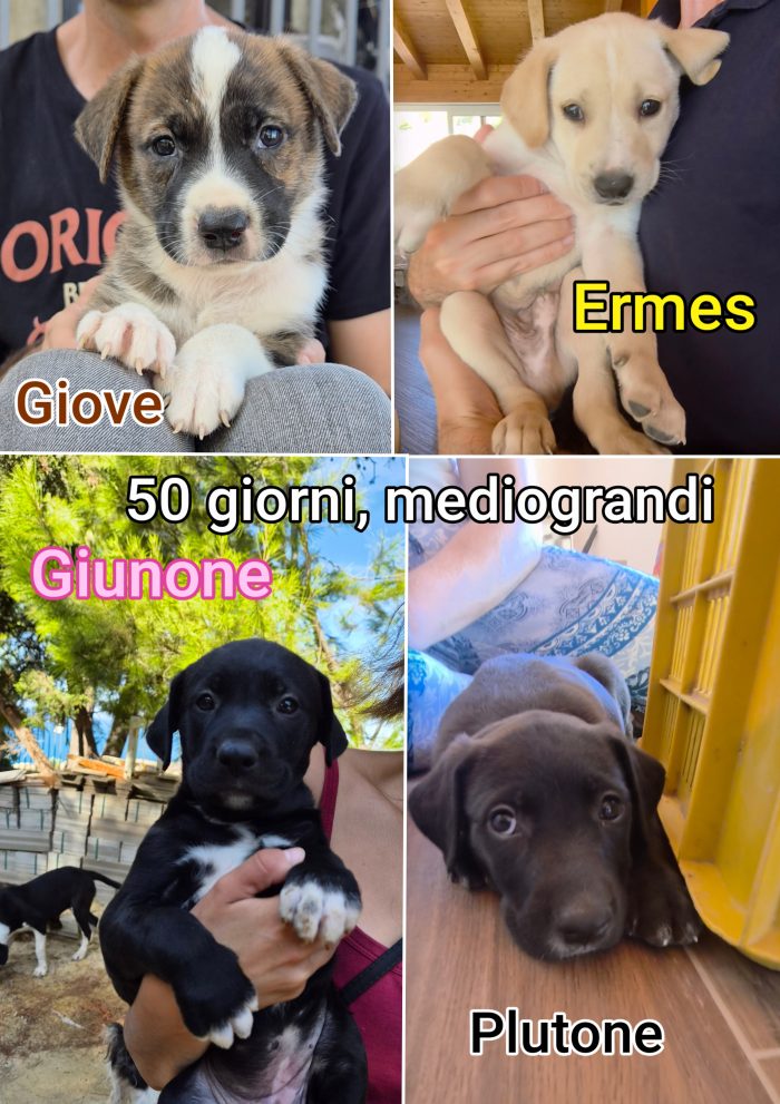 Cuccioli cercano casa e amore