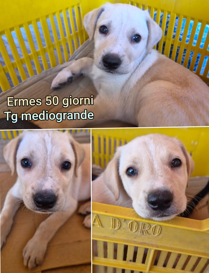Cuccioli cercano casa e amore