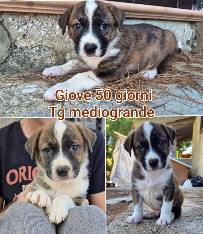 Cuccioli cercano casa e amore - media 4