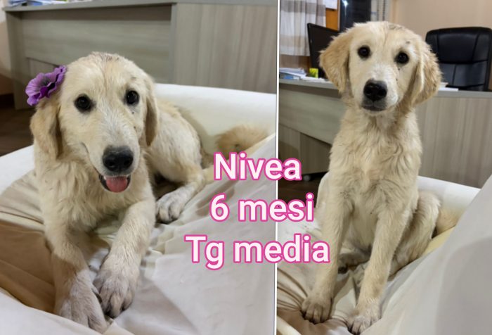 Cuccioli cercano casa e amore - media 5