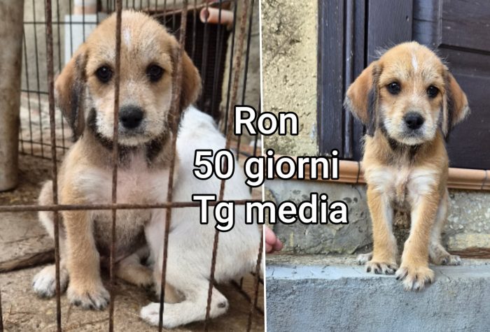 Cuccioli cercano casa e amore - media 6