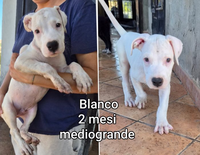 Cuccioli cercano casa e amore - media 8
