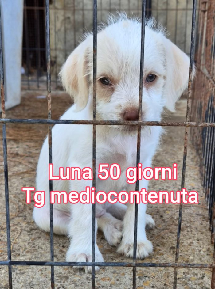 CUCCIOLI ABBANDONATI! EMERGENZA!