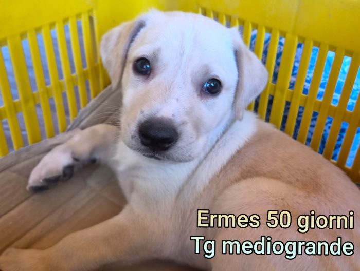 CUCCIOLI ABBANDONATI! EMERGENZA!