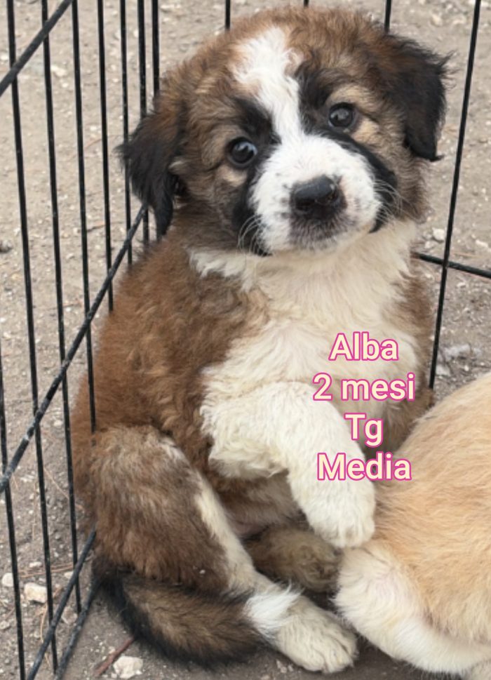 CUCCIOLI ABBANDONATI! EMERGENZA!