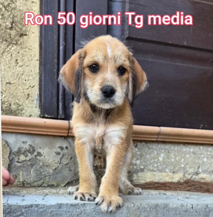 CUCCIOLI ABBANDONATI! EMERGENZA! - media 4
